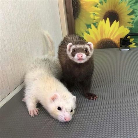 Ferret for sale near me - Mar 2, 2024 · Ferret. London | For Sale by Georgie. 6 ferrets. 2 albino and 4 brownish black/white £60 for one or £100 for a pair. Preferably to be sold in pairs as they are pack animals please. Looking for a good home to send …